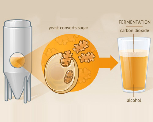Birra cilindrica conica fermentatrice e fermentazione, fateci sapere ulteriori informazioni